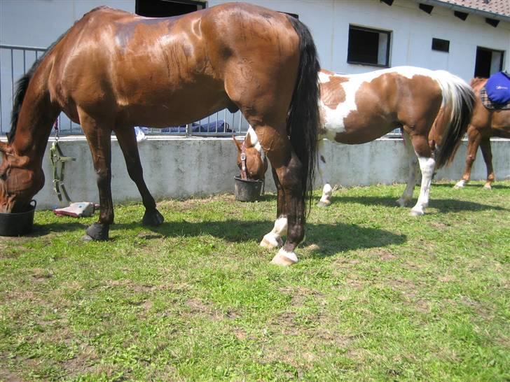 Ferie i Fjellerup 2007 - På opstaldningspladsen billede 33