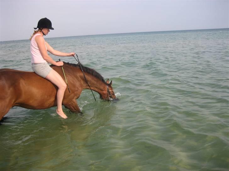 Ferie i Fjellerup 2007 - Chester endte med at ELSKE vandet og prøvede at lege søhest billede 34