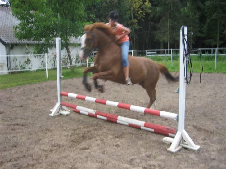 Ferie i Fjellerup 2007 - Ally og dess hopper let over UDEN sadle billede 39