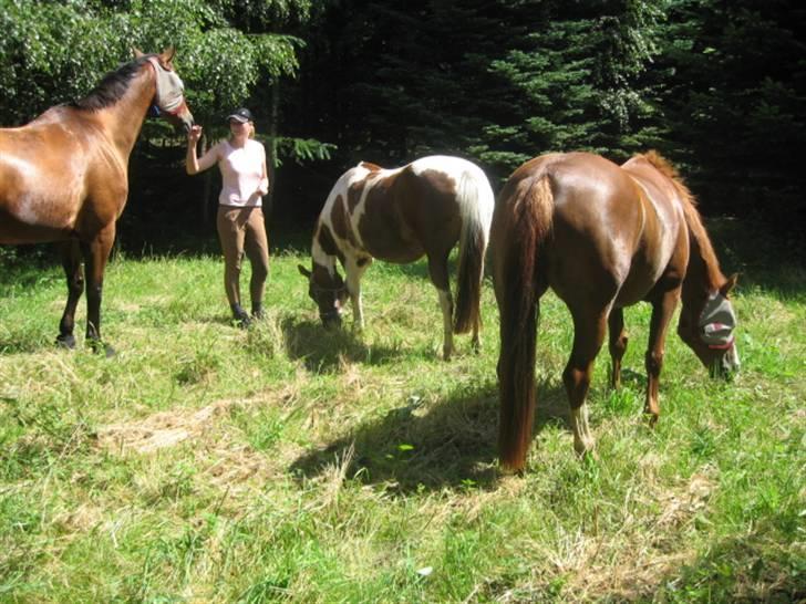 Ferie i Fjellerup 2007 - På folden var der en skov med en åbning i billede 57