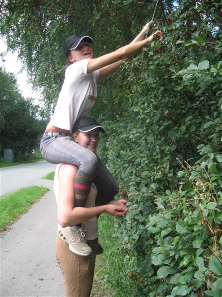 Ferie i Fjellerup 2007 - Kirsebær de er SUPER lækre billede 60