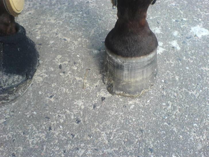 Ferie i Fjellerup 2007 - Chester tabte skoen, heldigvis SIDSTE dag billede 74