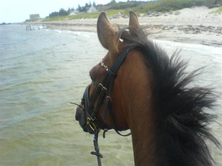 Ferie i Fjellerup 2007 - Er dette billede ikke vidunderligt billede 75