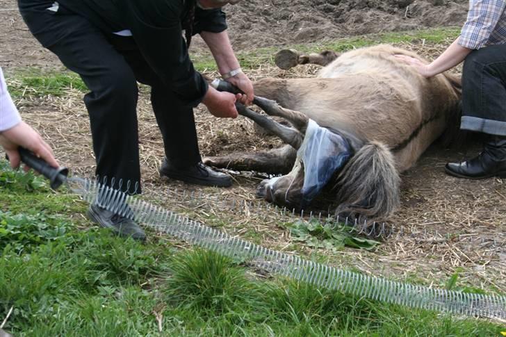 Shetlænder Føl:-) billede 1