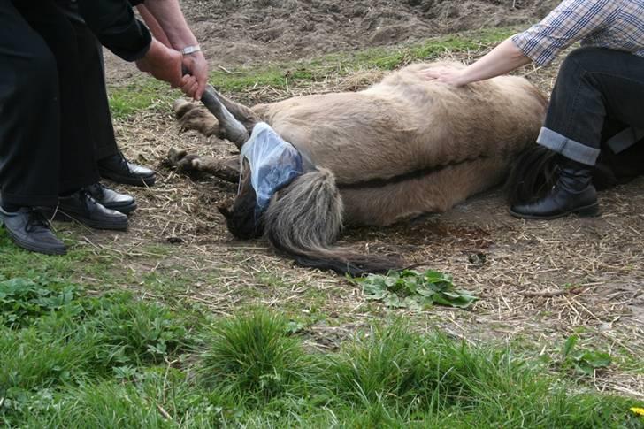 Shetlænder Føl:-) - Det var en rigtig hård fødsel.. billede 2