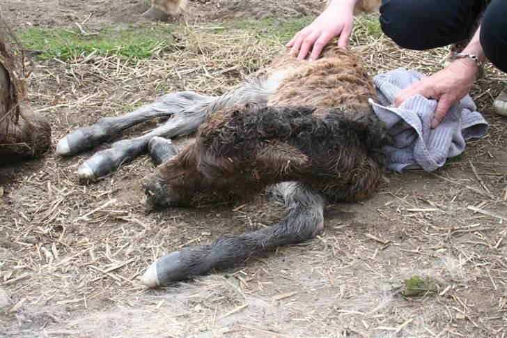 Shetlænder Føl:-) - Endelige kom hun ud... hun var næsten hel livløs.. billede 3