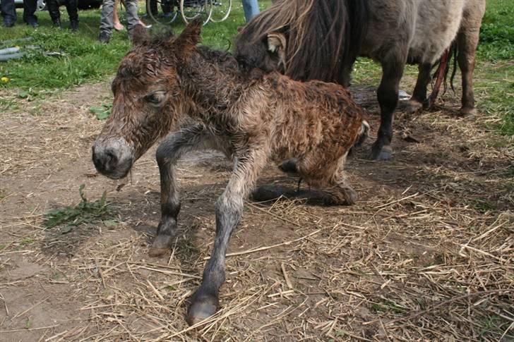 Shetlænder Føl:-) - Uhh det er altså svært at komme op og stå.. billede 4
