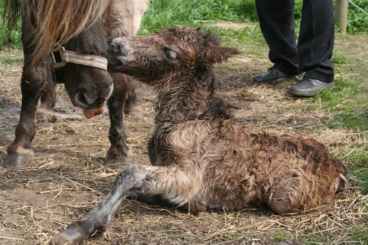 Shetlænder Føl:-) billede 5