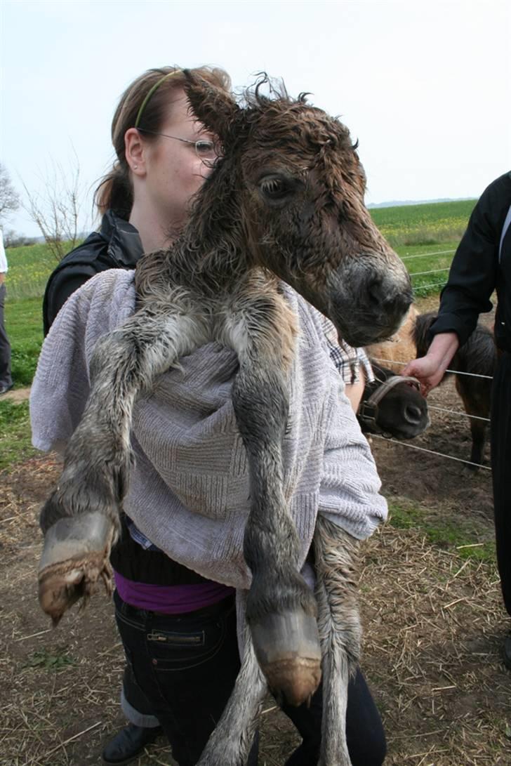 Shetlænder Føl:-) - Mig og Madonna.. billede 6
