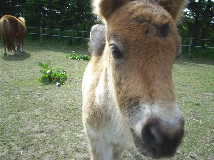 Shetlænder Føl:-) - Så er man blevet et par uger gammel:) billede 7