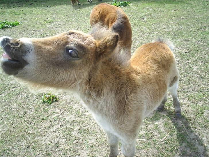 Shetlænder Føl:-) billede 8