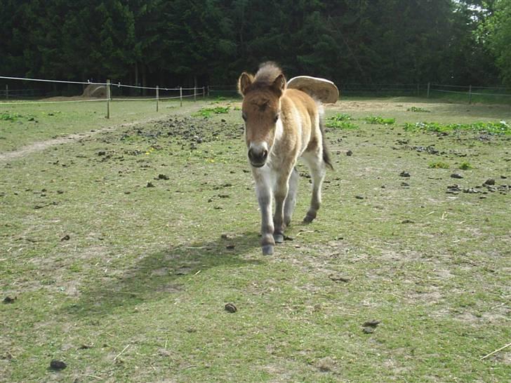 Shetlænder Føl:-) billede 9