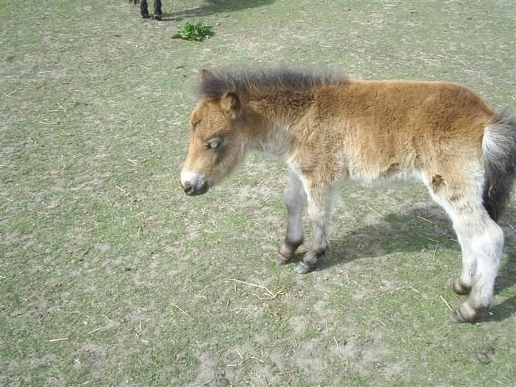Shetlænder Føl:-) billede 10