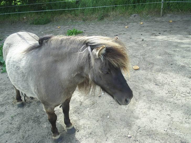 Shetlænder Føl:-) - Madonnas mor, hun er bare den dejligste hoppe, udover Madonna:) billede 11