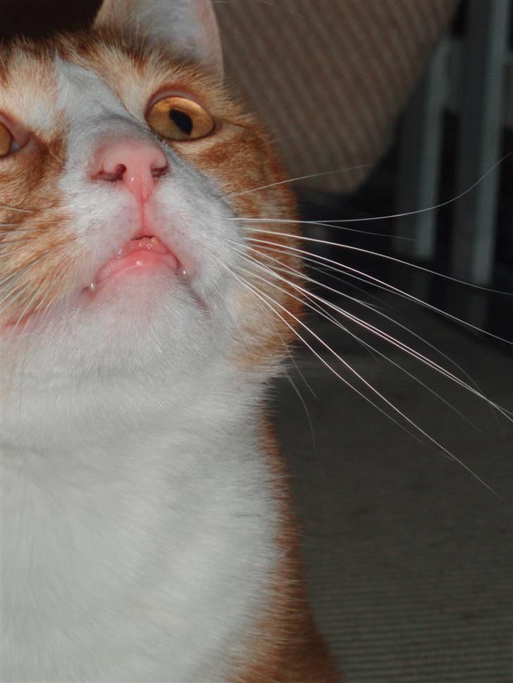 Billeder af mine katte(med GODT kamera) - Omally billede 1