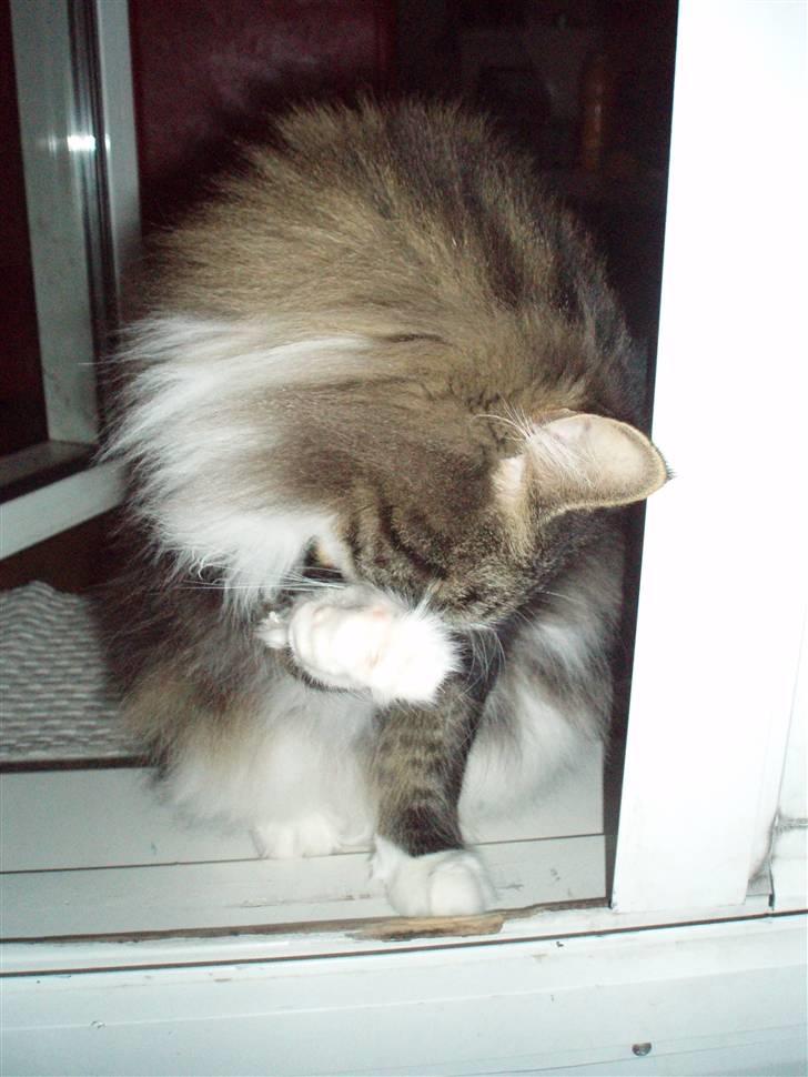 Billeder af mine katte(med GODT kamera) - Misse pierre vasker fødder=) billede 2