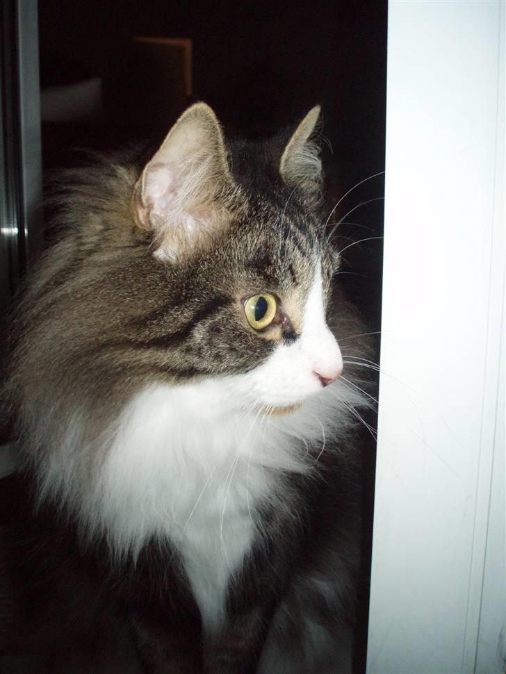 Billeder af mine katte(med GODT kamera) billede 3