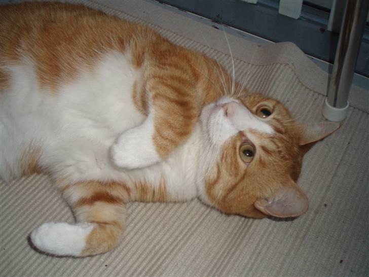 Billeder af mine katte(med GODT kamera) billede 4