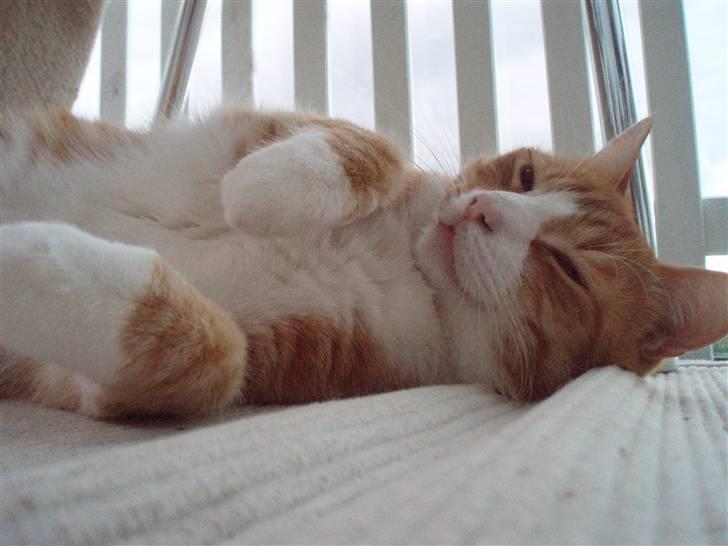 Billeder af mine katte(med GODT kamera) - Han er så søøøøød billede 5