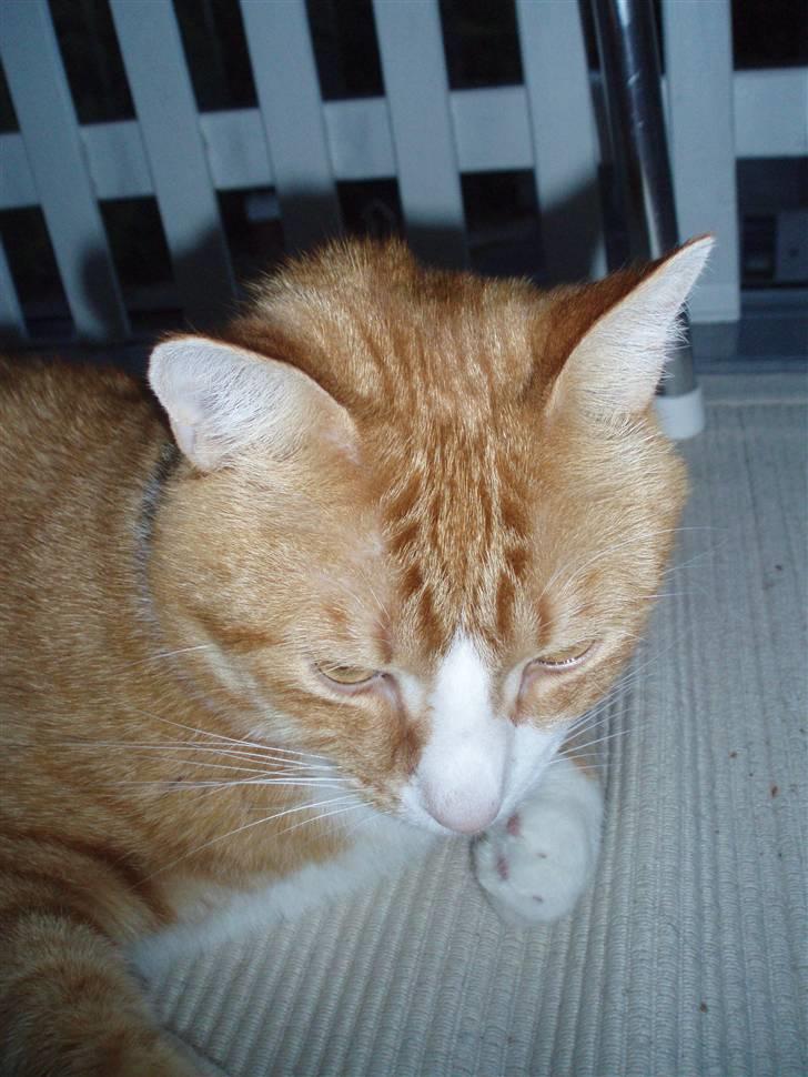 Billeder af mine katte(med GODT kamera) - Det flotte mønster i panden billede 6