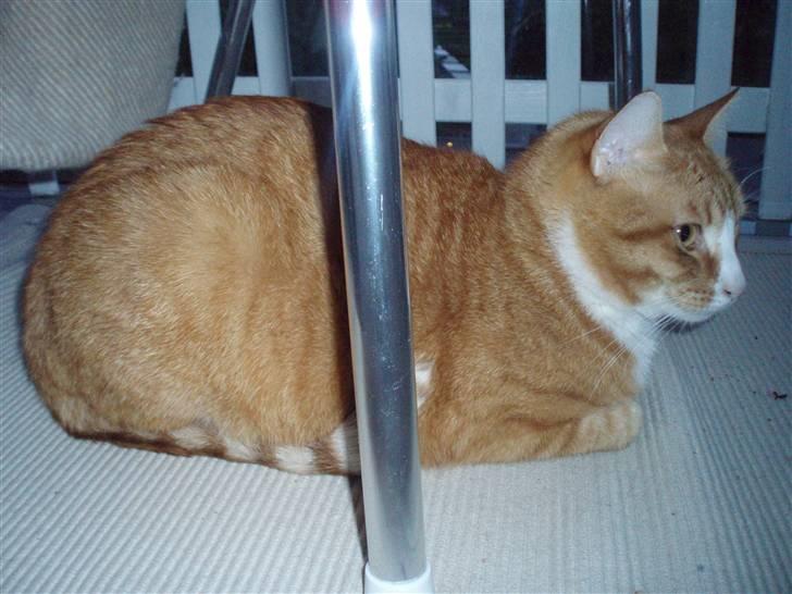 Billeder af mine katte(med GODT kamera) - Han er måske ''lidt'' rund billede 7