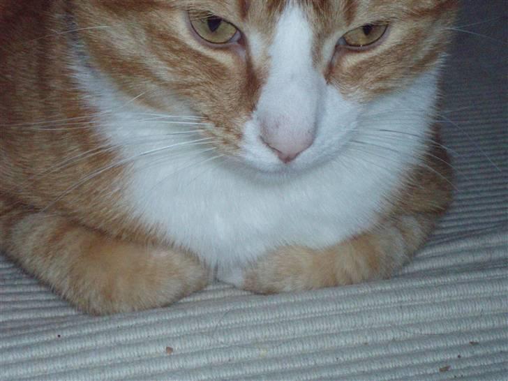 Billeder af mine katte(med GODT kamera) - Han leger gemmeleg med sine fødder billede 8
