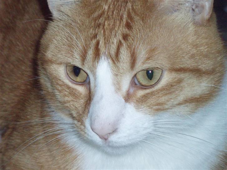 Billeder af mine katte(med GODT kamera) billede 9