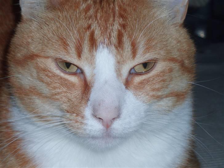 Billeder af mine katte(med GODT kamera) billede 10