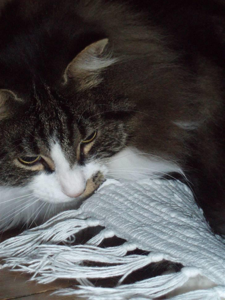 Billeder af mine katte(med GODT kamera) - Misse pierre fanger terningen under tæppet billede 11