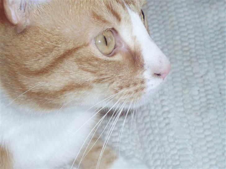 Billeder af mine katte(med GODT kamera) billede 12