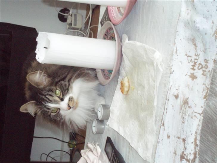 Billeder af mine katte(med GODT kamera) - I har ikke set at jeg lige vil snuppe kartoflen, vel?????? billede 13