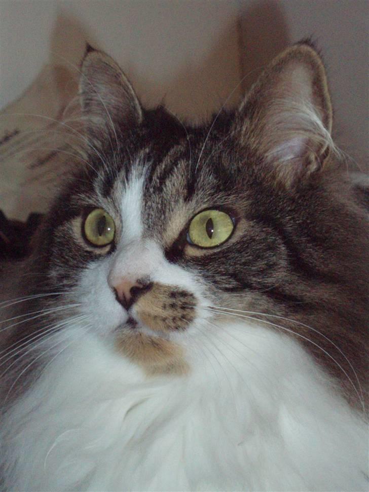 Billeder af mine katte(med GODT kamera) billede 14