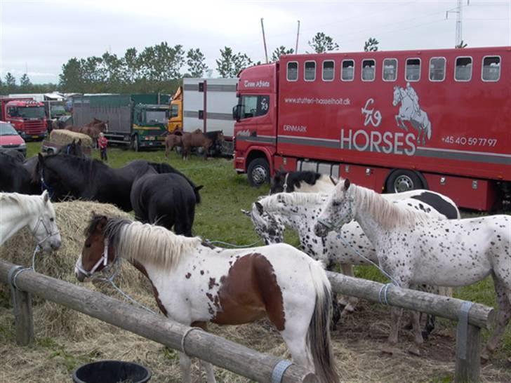 Lastbiler div. & Vores Hestetransporter - Hestemarked, Stutteri Hasselholt's lastbil i baggrunden. billede 17