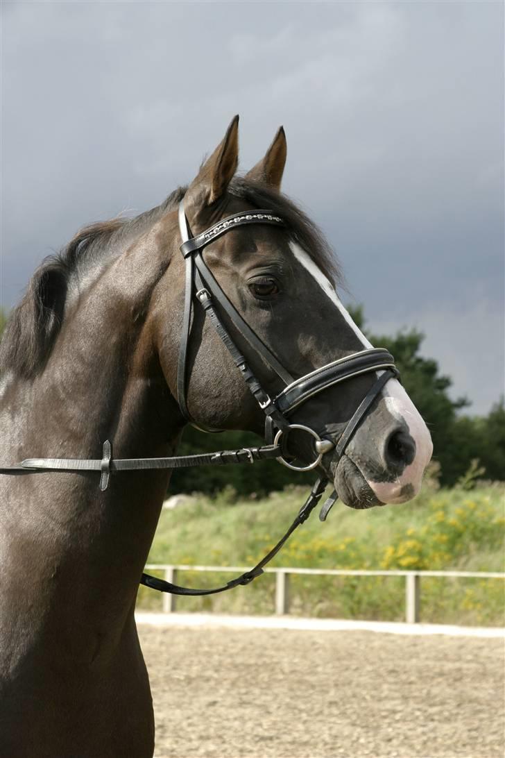 Nogle flotte tegninger af ferrai - 2 billede 3