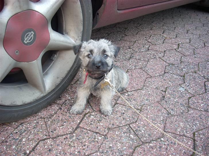 Min dejlige hund bounty billede 2