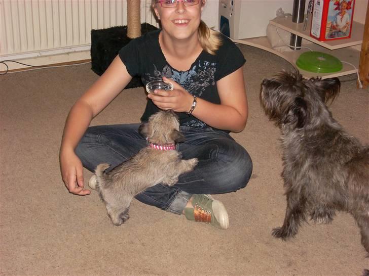 Min dejlige hund bounty billede 3