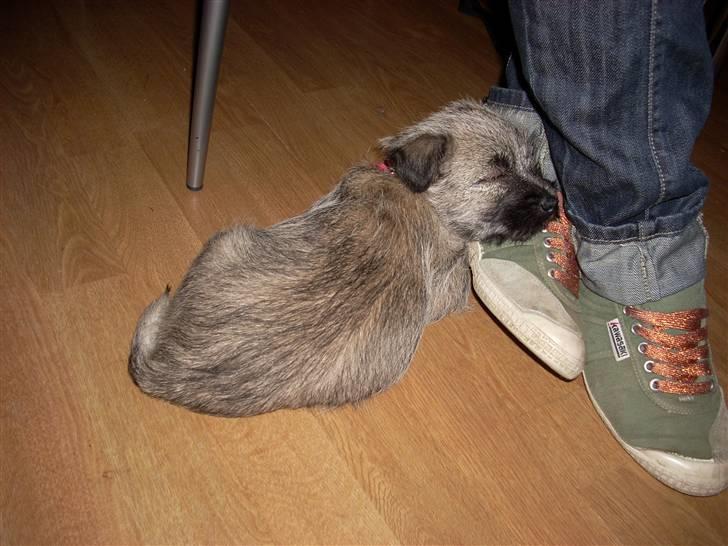 Min dejlige hund bounty billede 4