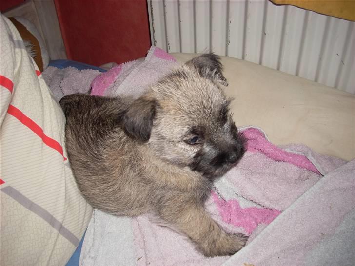 Min dejlige hund bounty billede 5