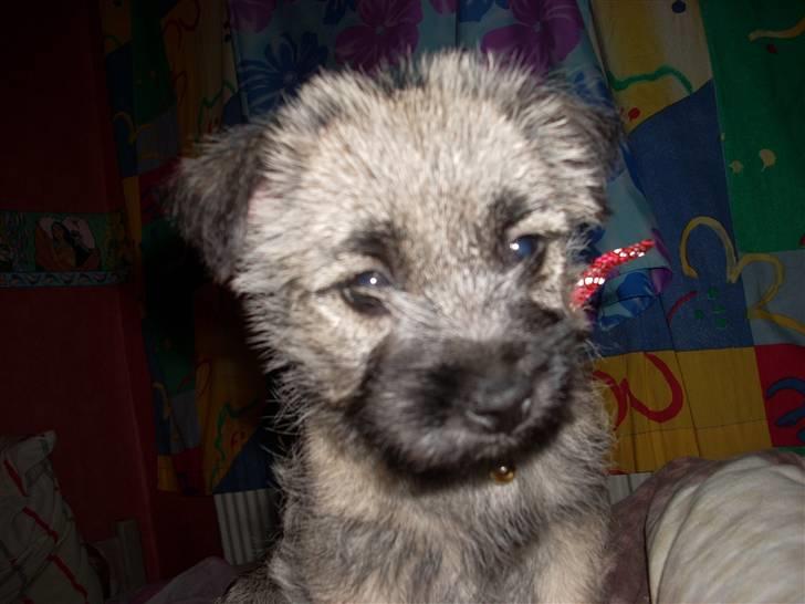 Min dejlige hund bounty billede 6