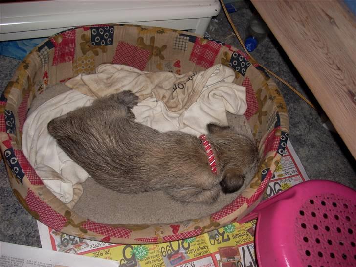 Min dejlige hund bounty billede 7