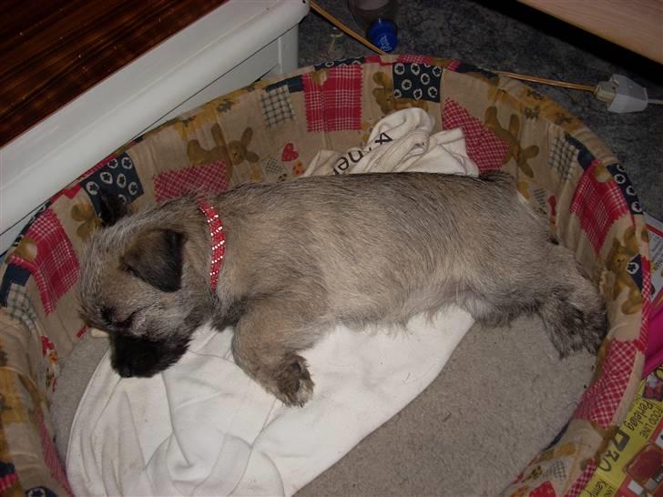 Min dejlige hund bounty billede 8