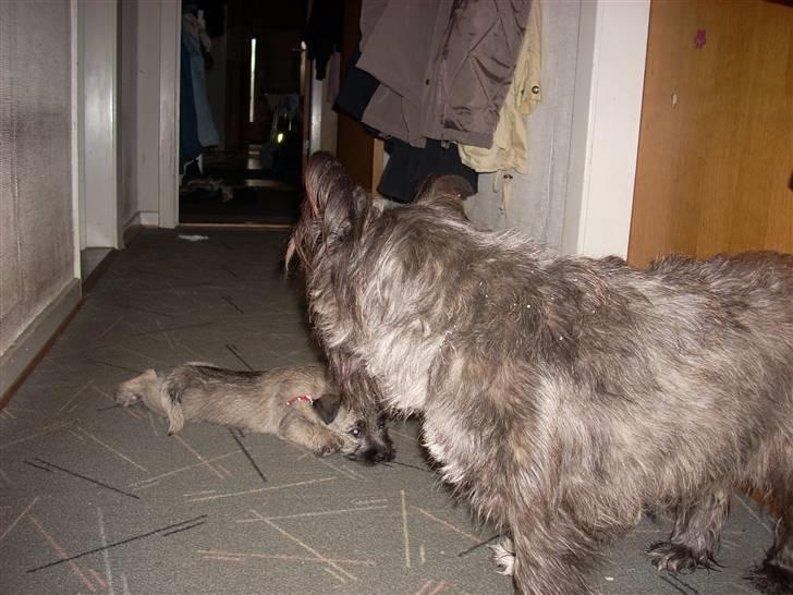 Min dejlige hund bounty billede 9