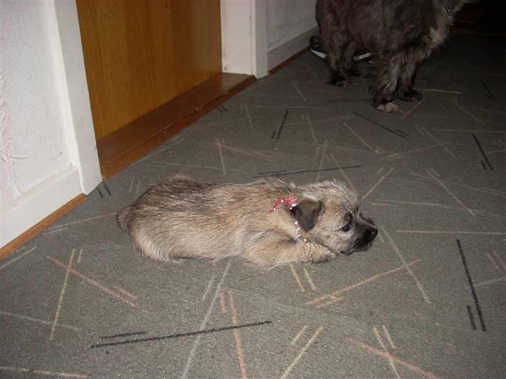 Min dejlige hund bounty billede 10