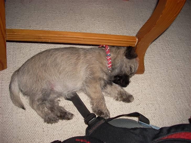 Min dejlige hund bounty billede 11