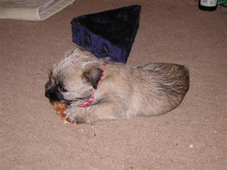 Min dejlige hund bounty billede 13