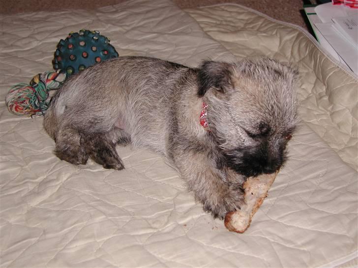 Min dejlige hund bounty billede 14