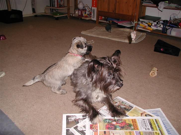 Min dejlige hund bounty billede 15