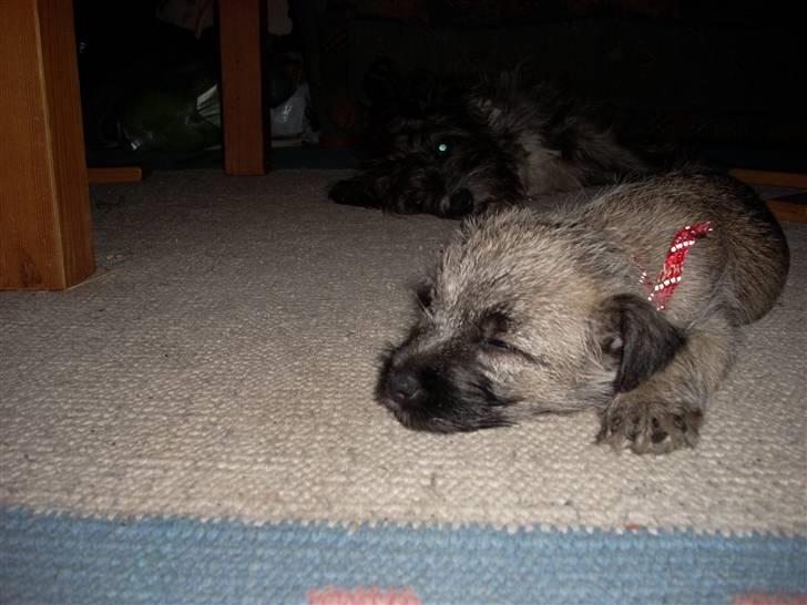 Min dejlige hund bounty billede 16