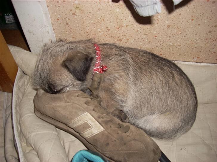 Min dejlige hund bounty billede 17