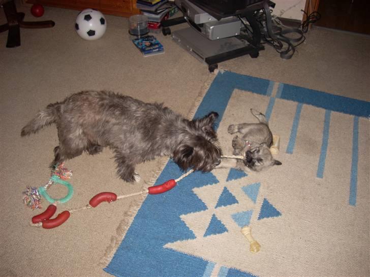 Min dejlige hund bounty billede 18